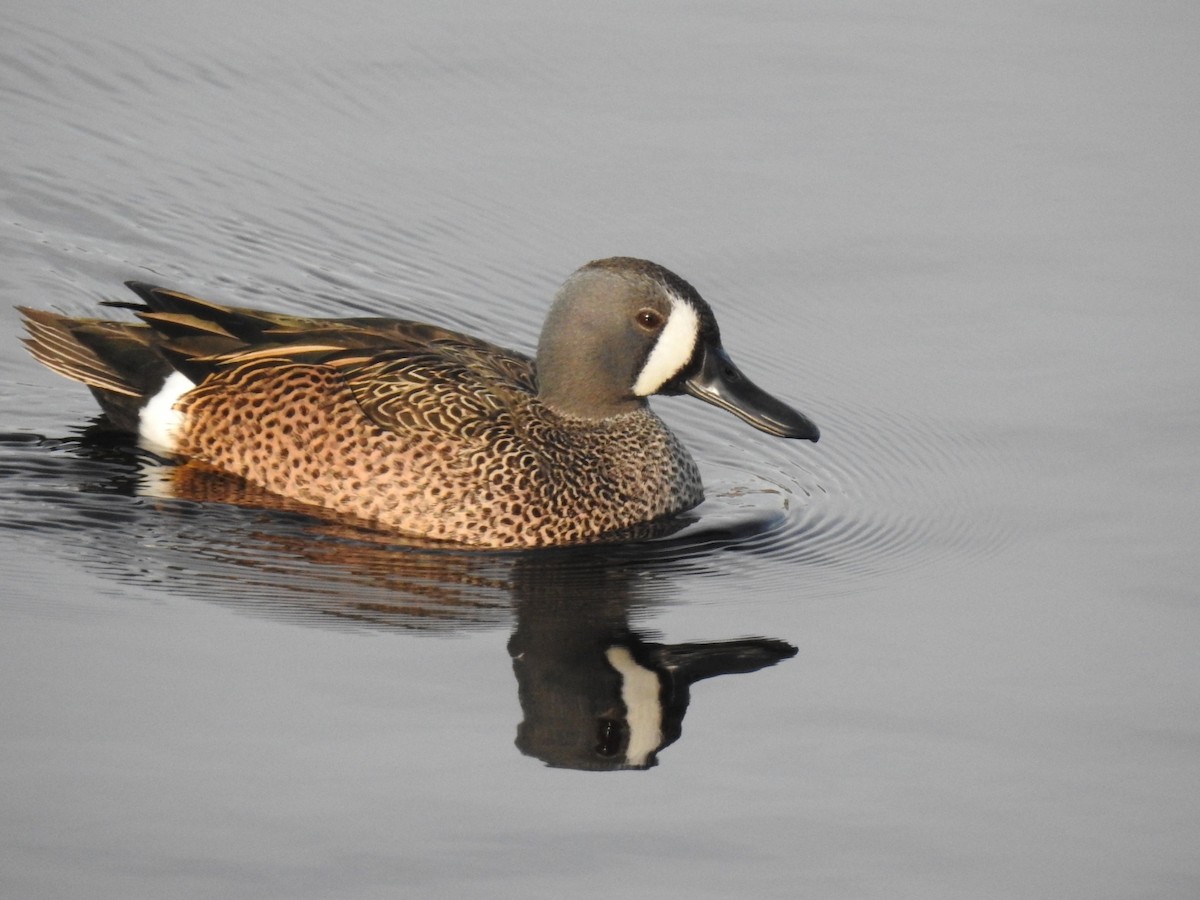 Blue-winged Teal - ML545087411