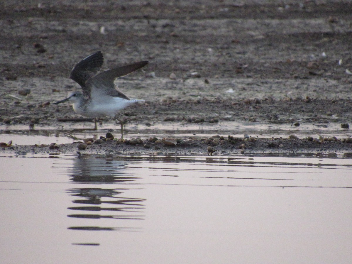 vodouš šedý - ML545089641