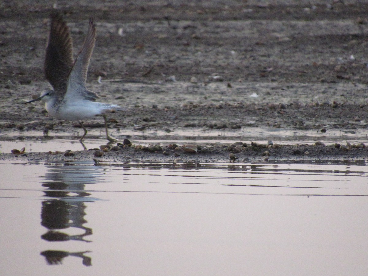 vodouš šedý - ML545089661