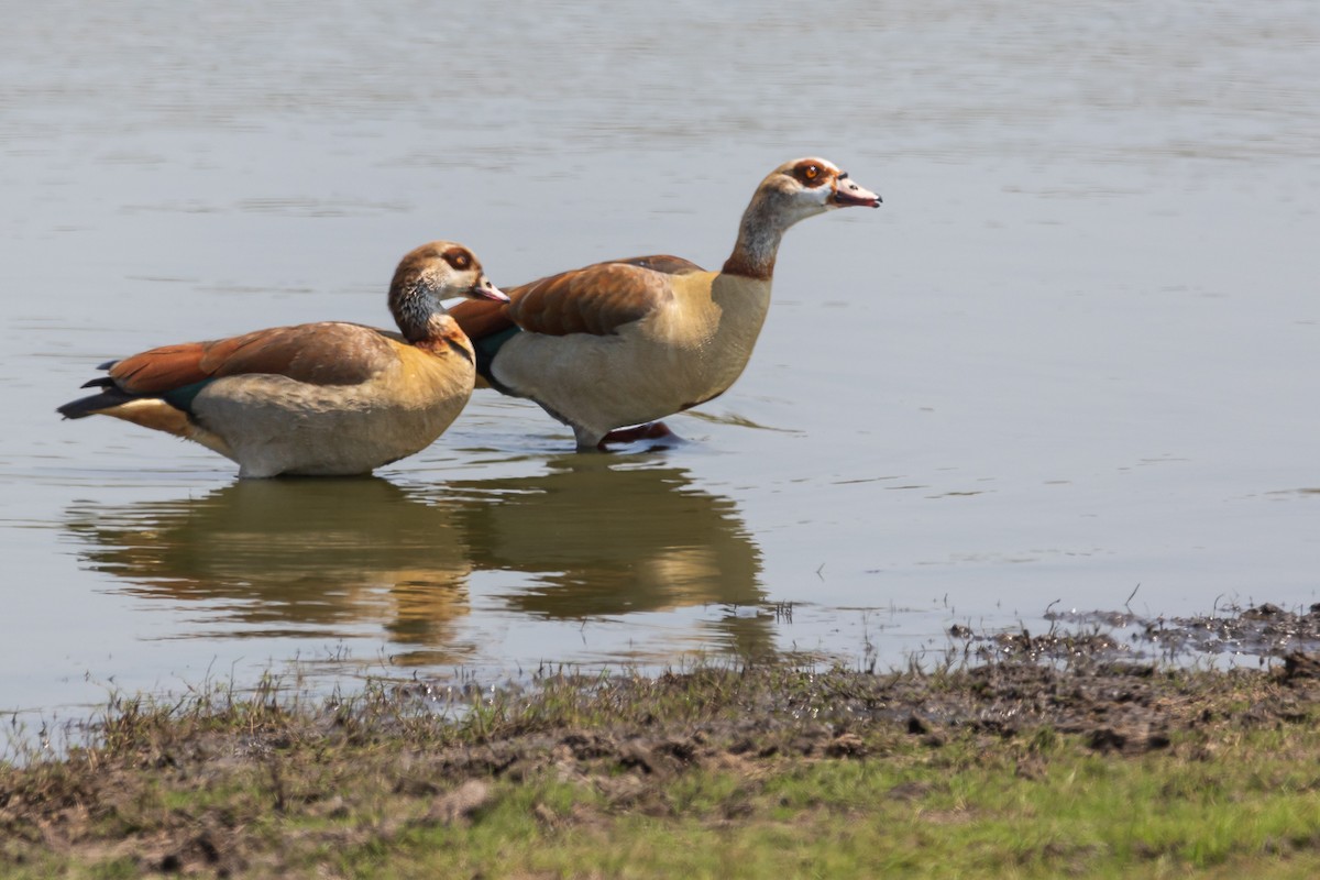 Egyptian Goose - ML545090741