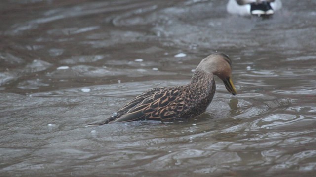 Mottled Duck - ML545092201