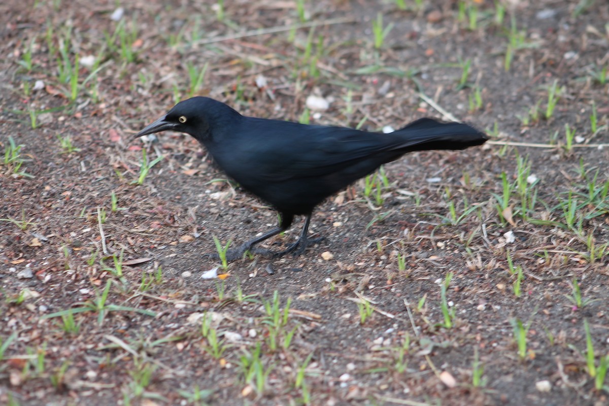 Greater Antillean Grackle - ML545092281