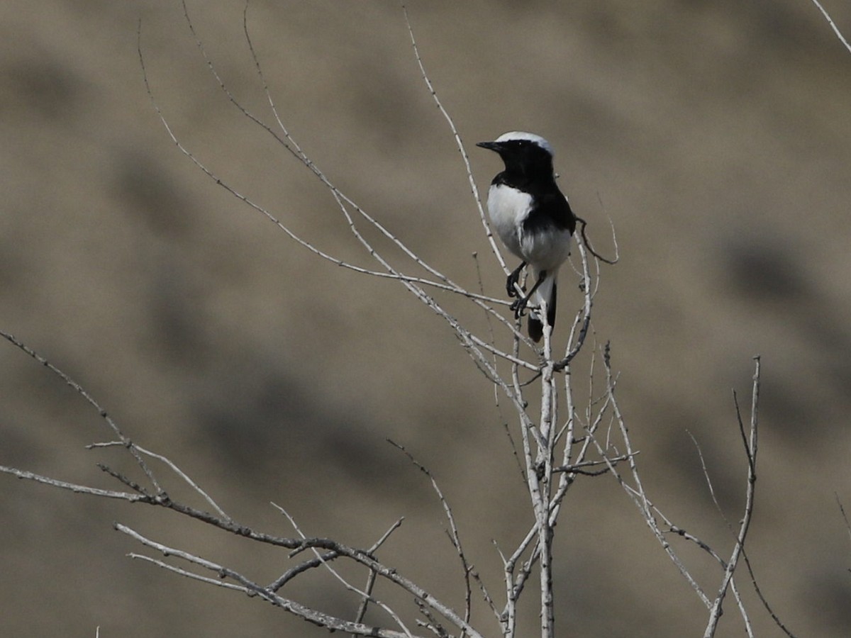 Finsch's Wheatear - Attila Steiner