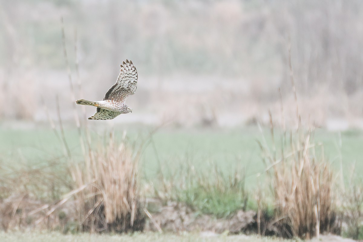 Hen Harrier - ML545093761