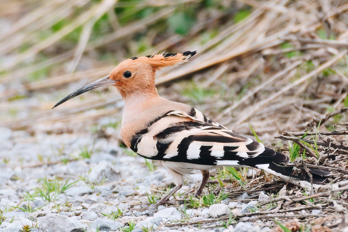 Eurasian Hoopoe - ML545093861