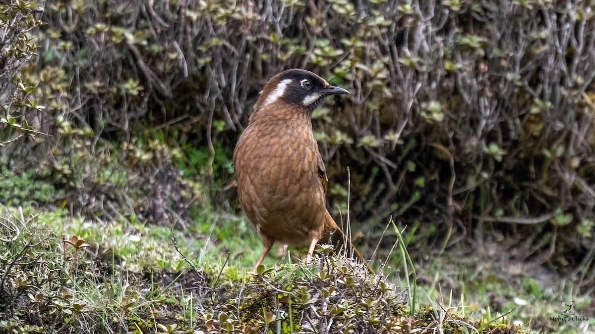 Black-faced Laughingthrush - ML545094851