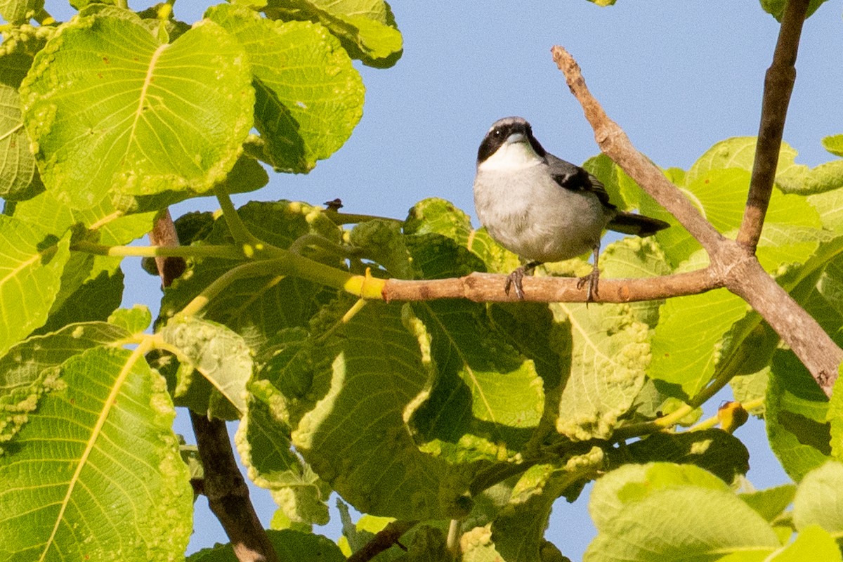 White-banded Tanager - ML545094921