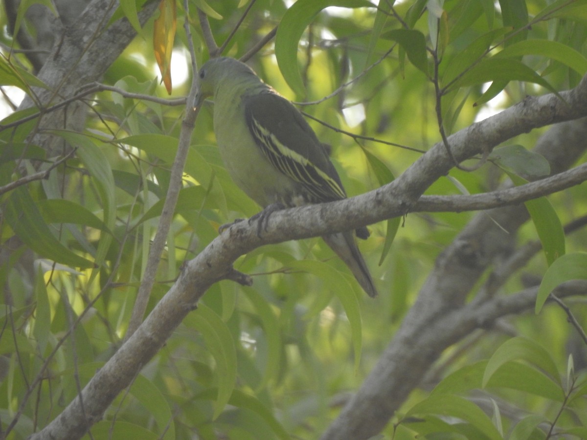Gray-fronted Green-Pigeon - ML545095711