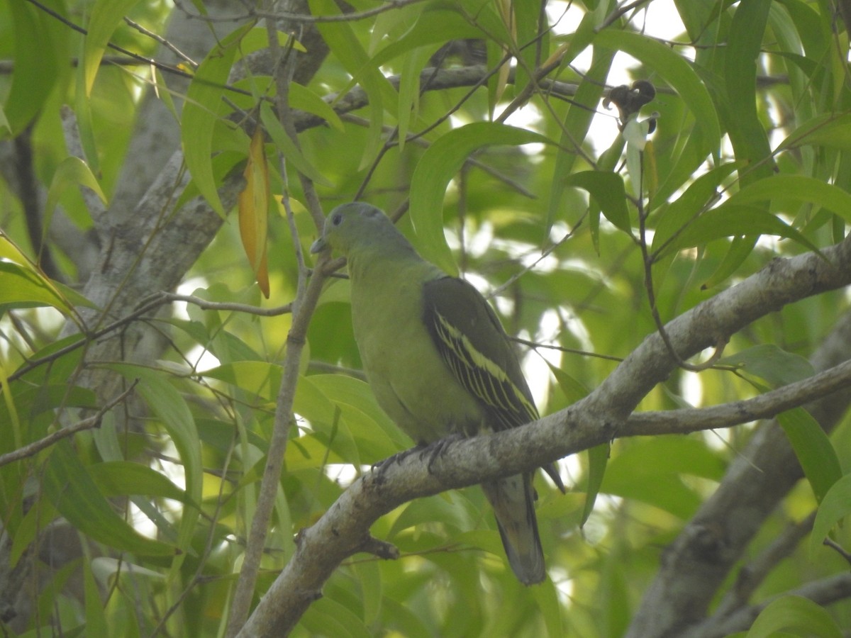 Gray-fronted Green-Pigeon - ML545095731