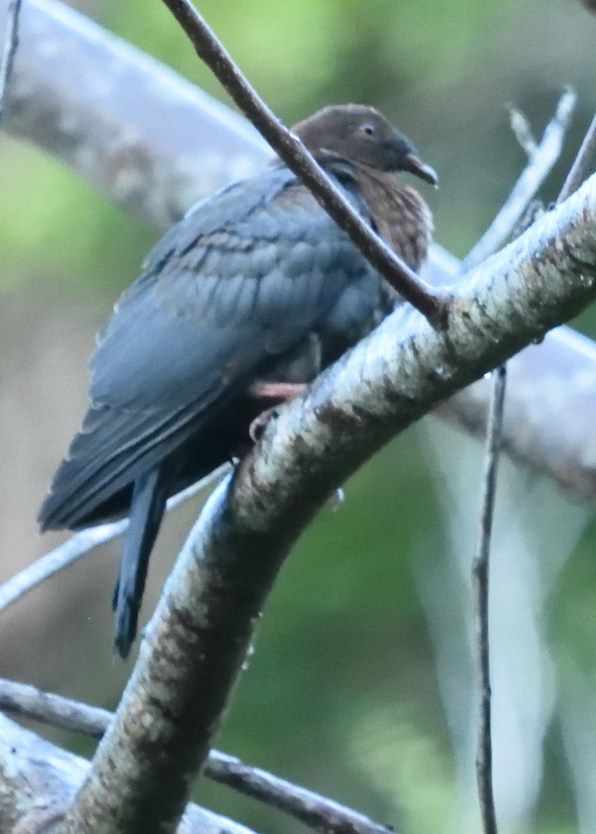 Scaly-naped Pigeon - Guy Babineau