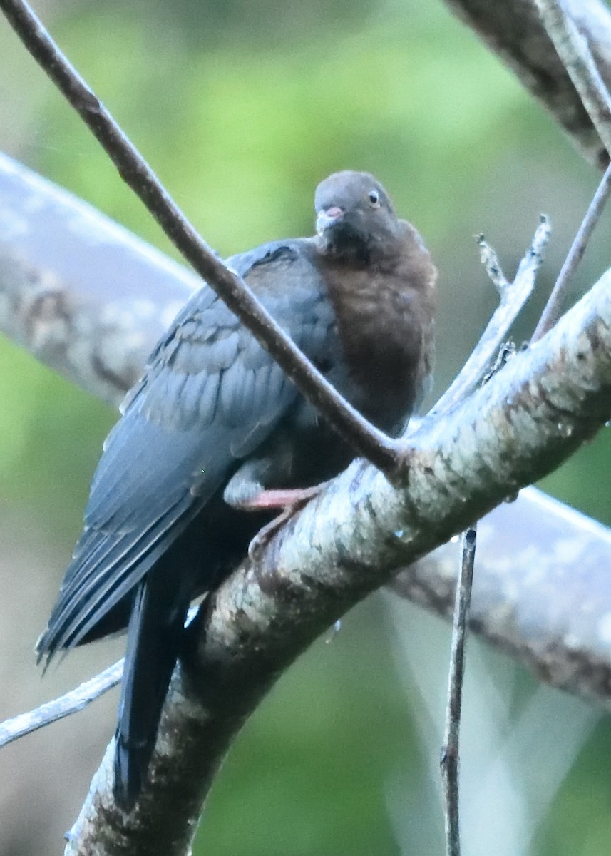 Pigeon à cou rouge - ML545096151