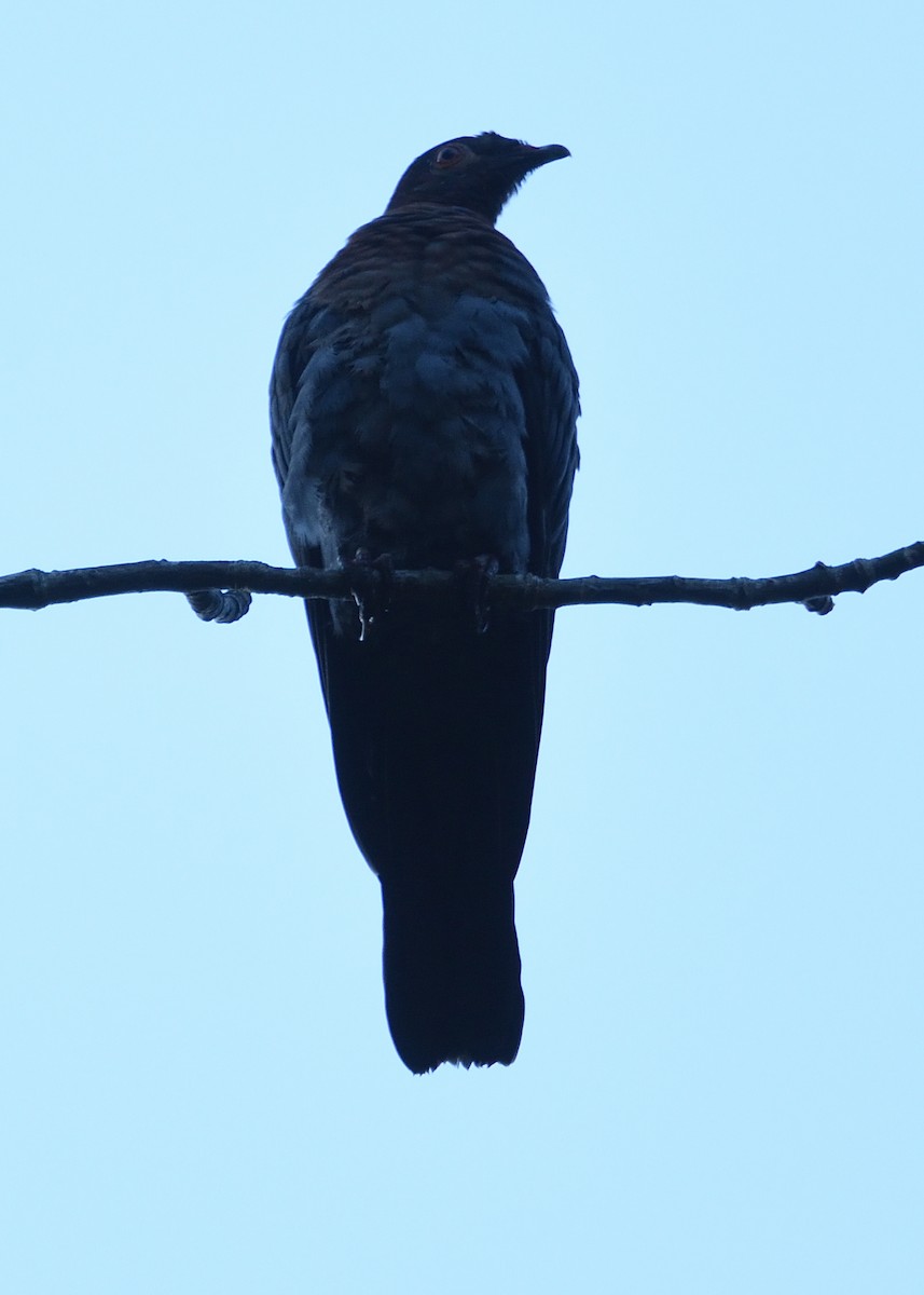 Pigeon à cou rouge - ML545096171