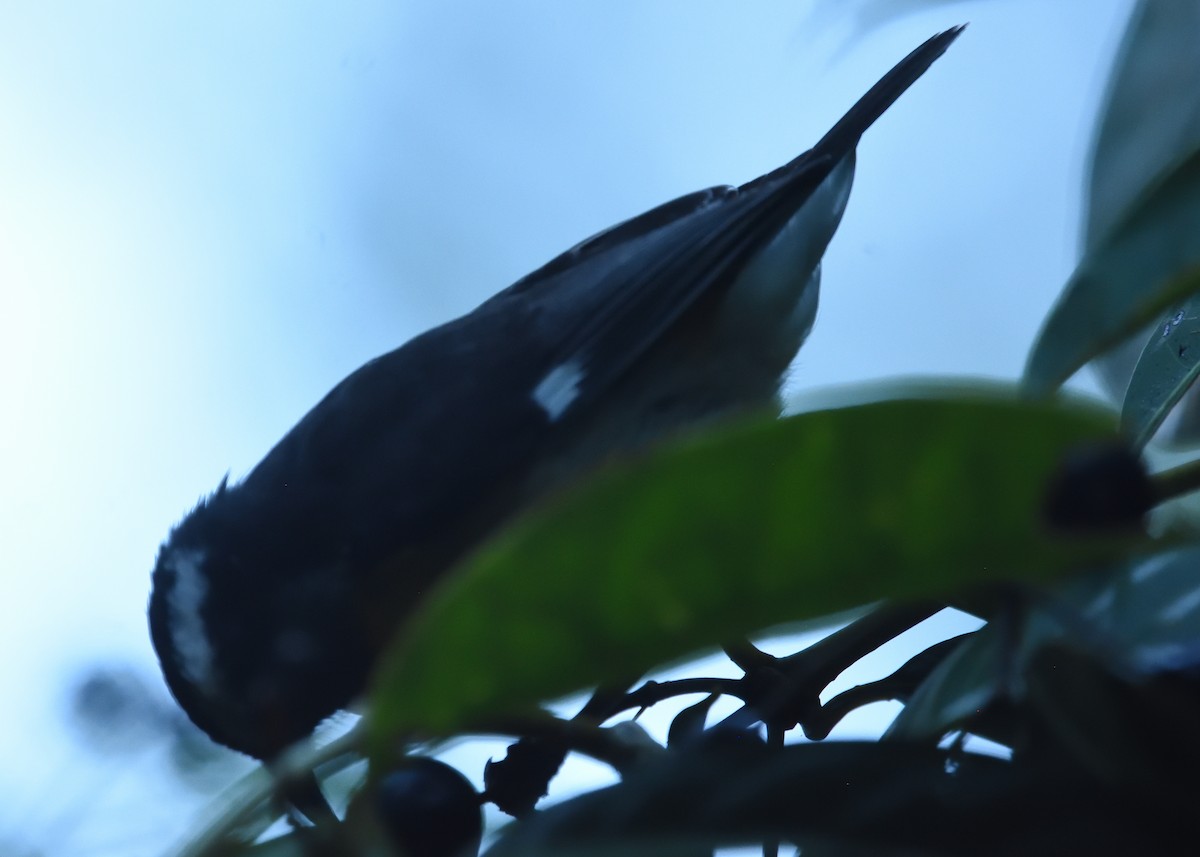 Bananaquit - ML545096281