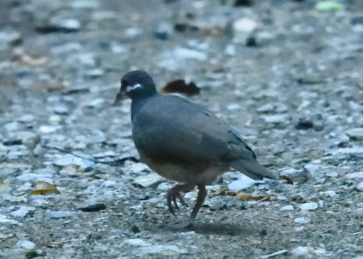 Bridled Quail-Dove - ML545096311