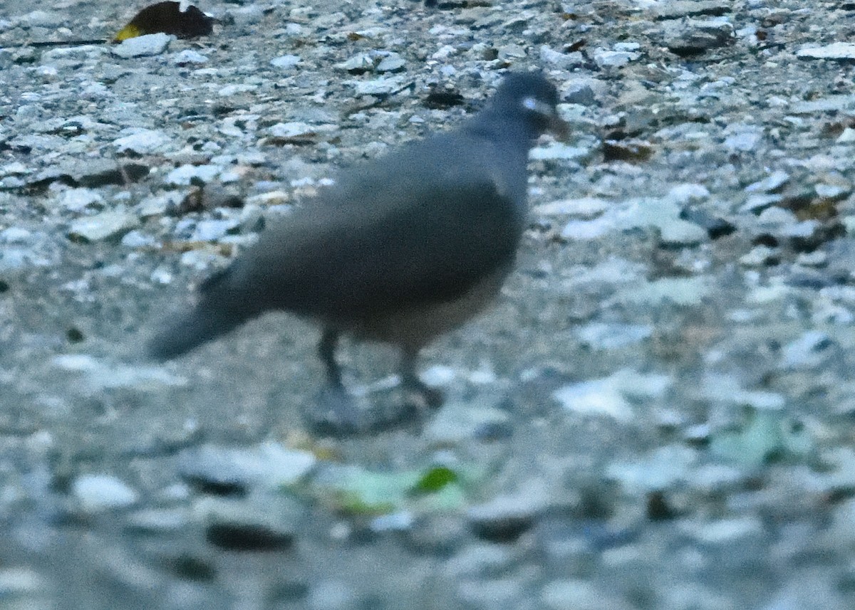 Colombe à croissants - ML545096321