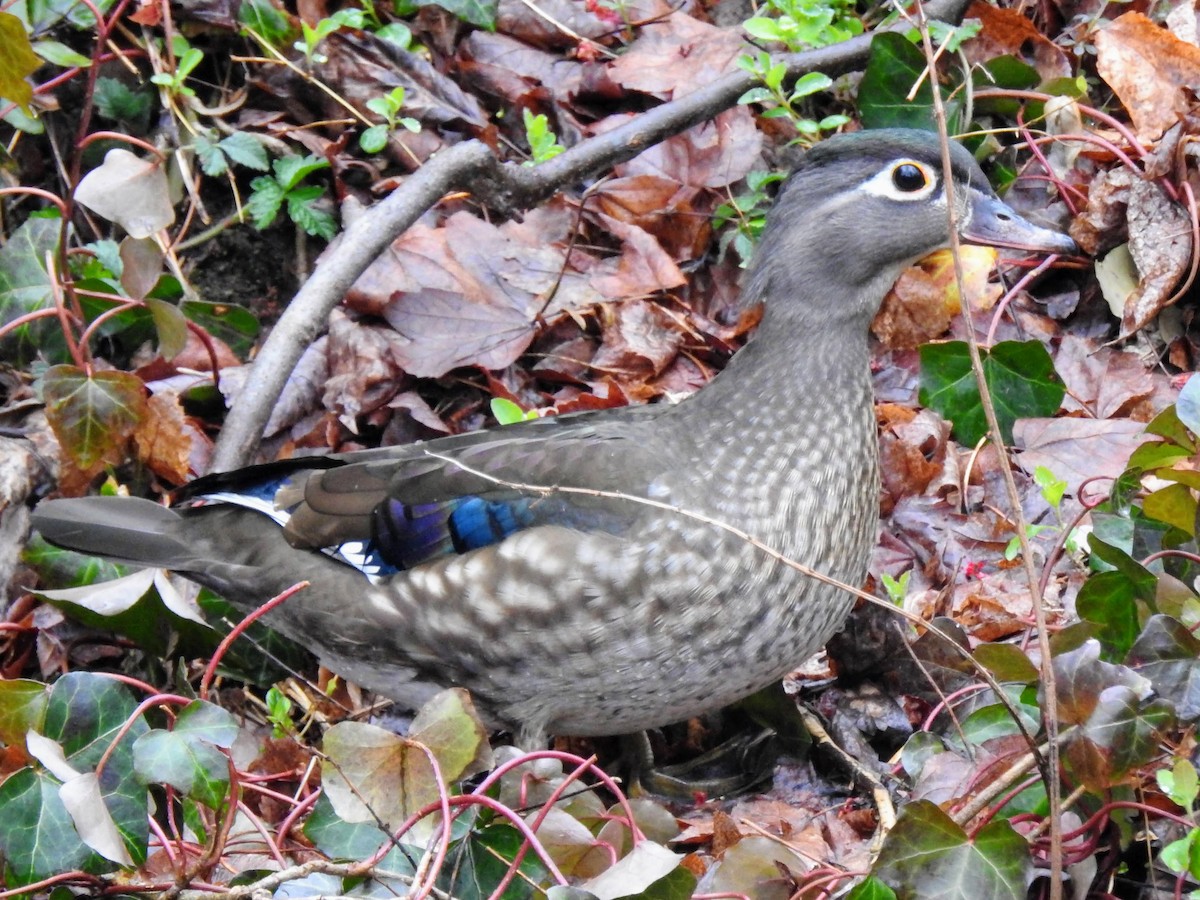 Wood Duck - Eric R