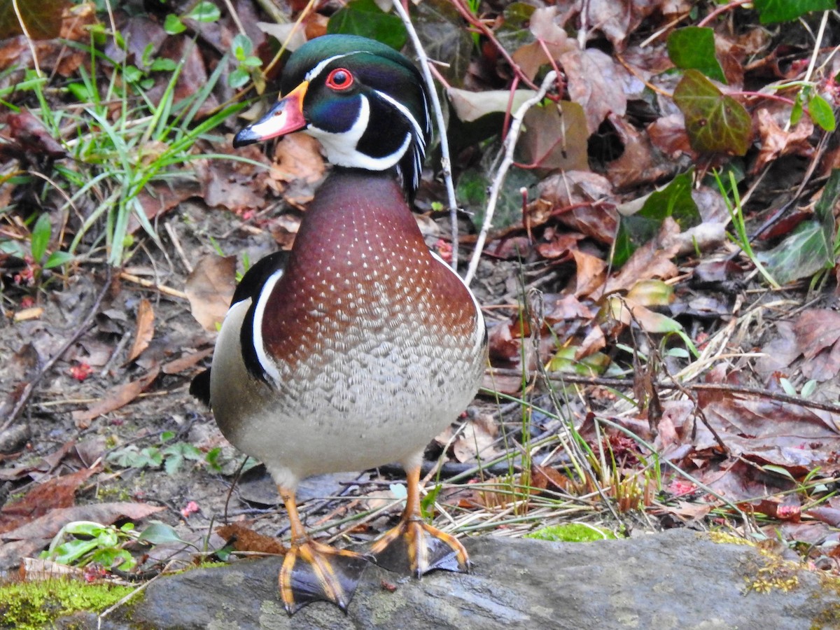 Wood Duck - ML545096471