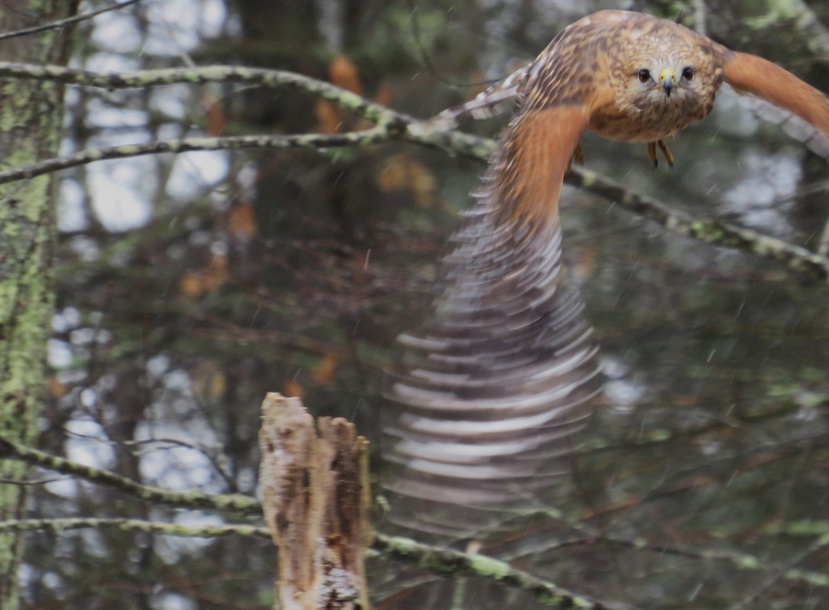 Red-shouldered Hawk - ML545096971