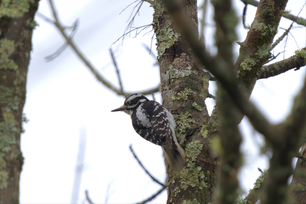 Hairy Woodpecker - ML545097071