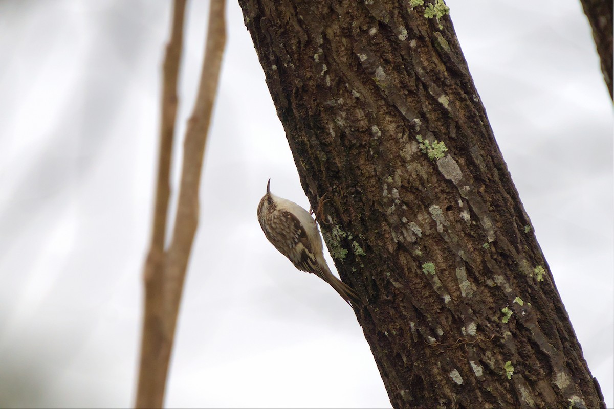 Brown Creeper - ML545097101