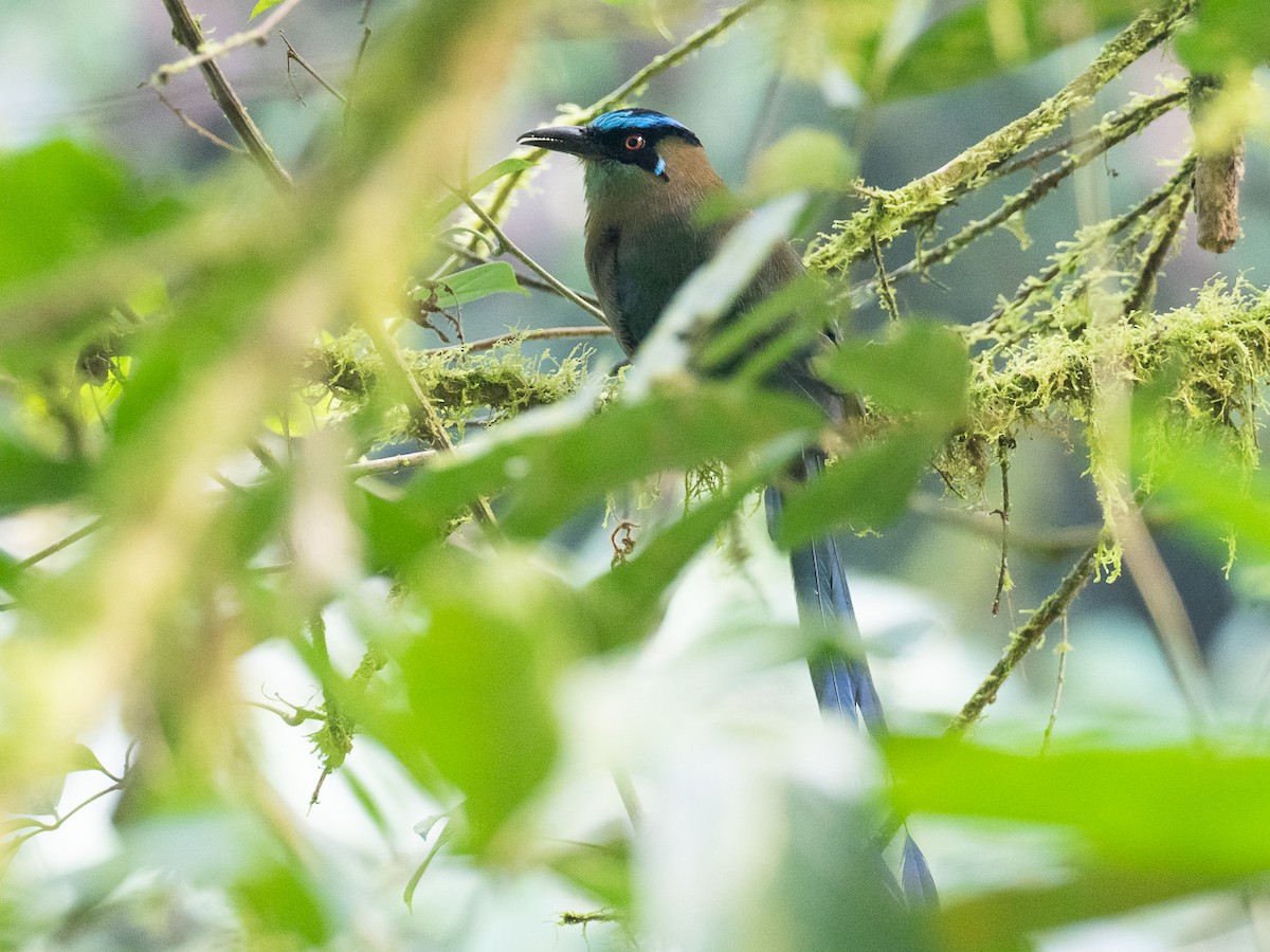 Motmot d'Équateur - ML545097551