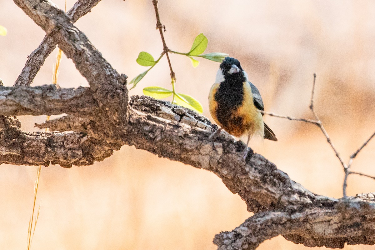 Coal-crested Finch - ML545097851