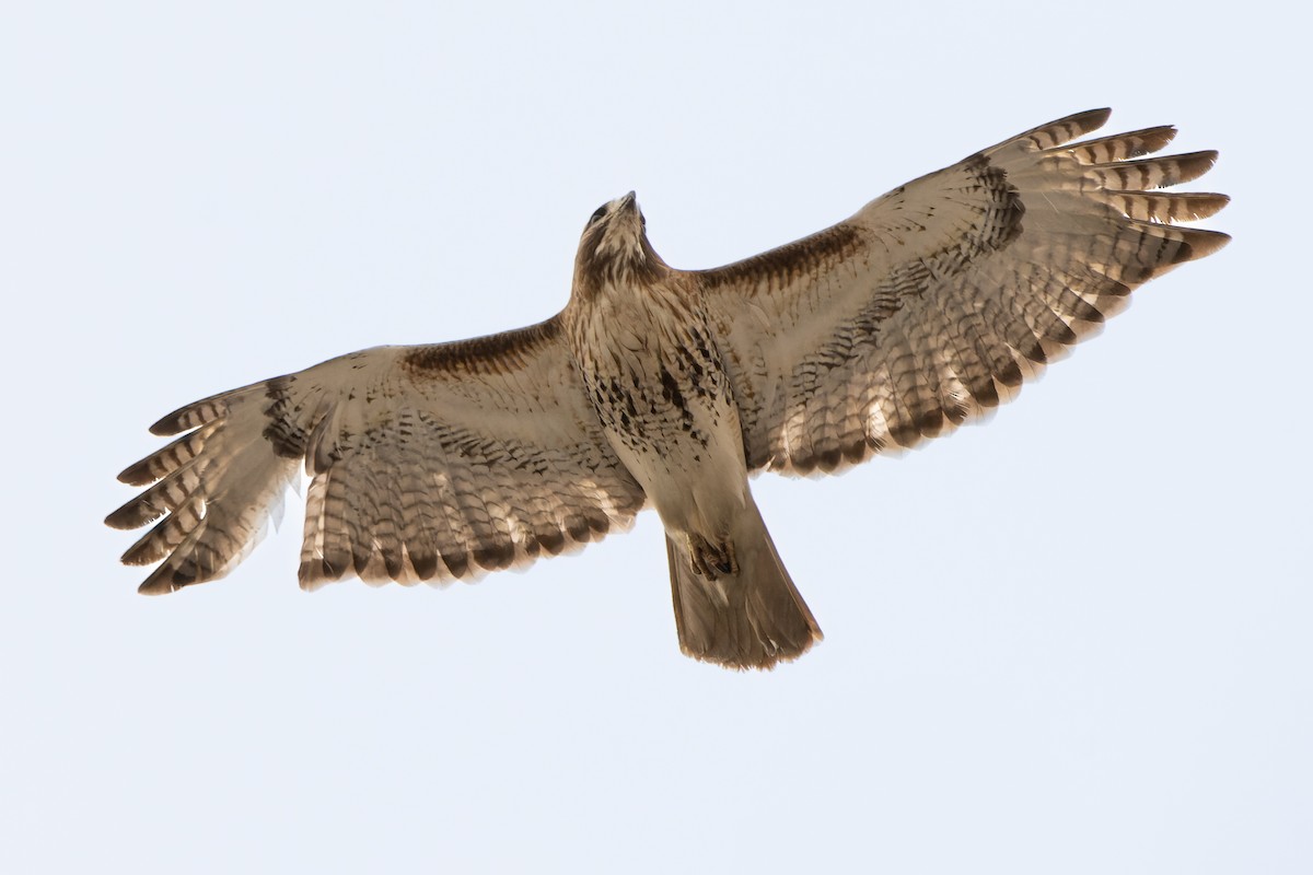 Red-tailed Hawk - ML545098441