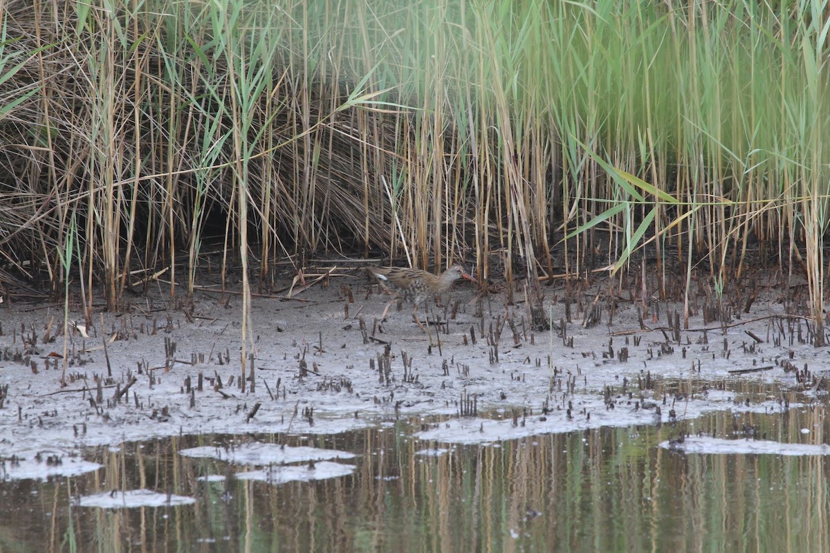 Water Rail - Gareth James