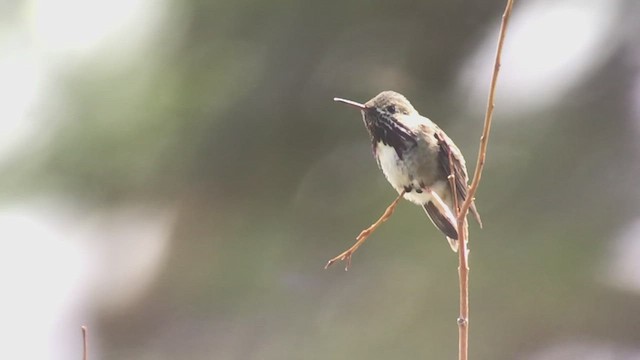 Colibrí Calíope - ML545099231