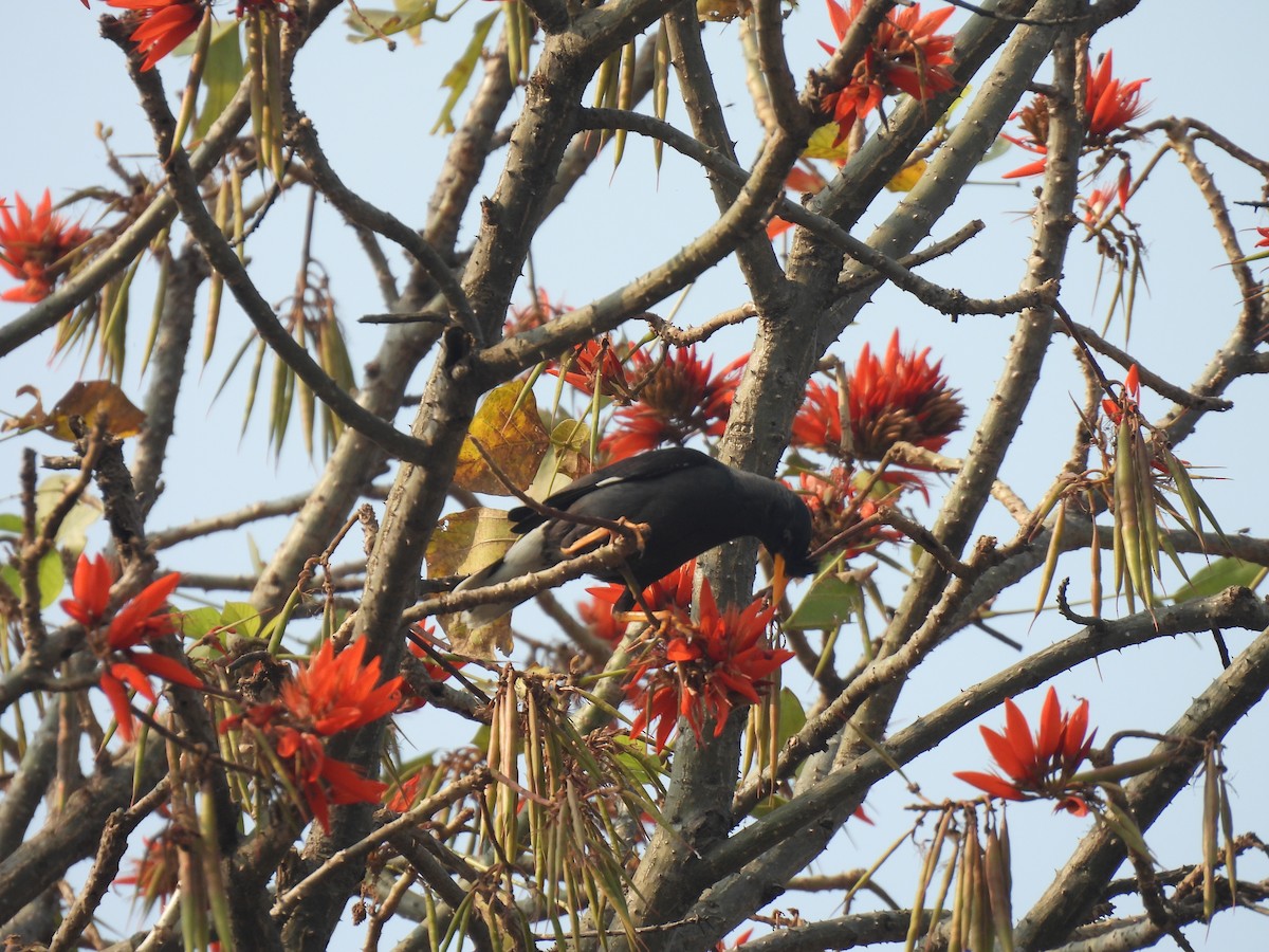 Great Myna - Kalyani Kapdi