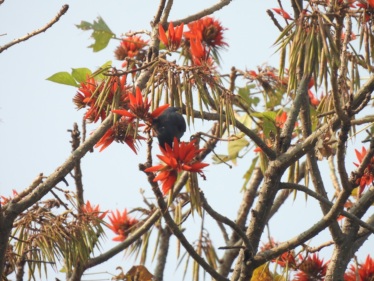 Great Myna - Kalyani Kapdi