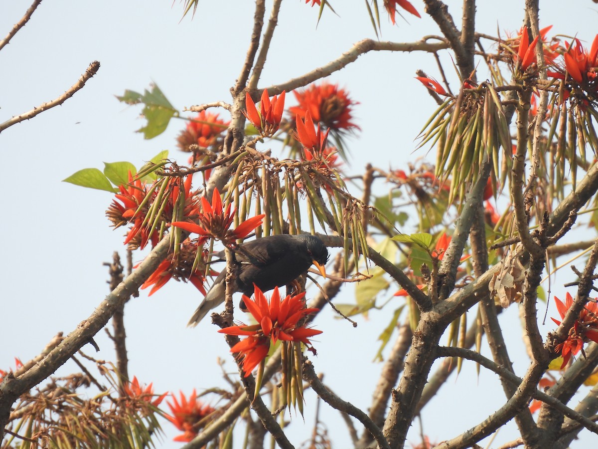 Great Myna - Kalyani Kapdi