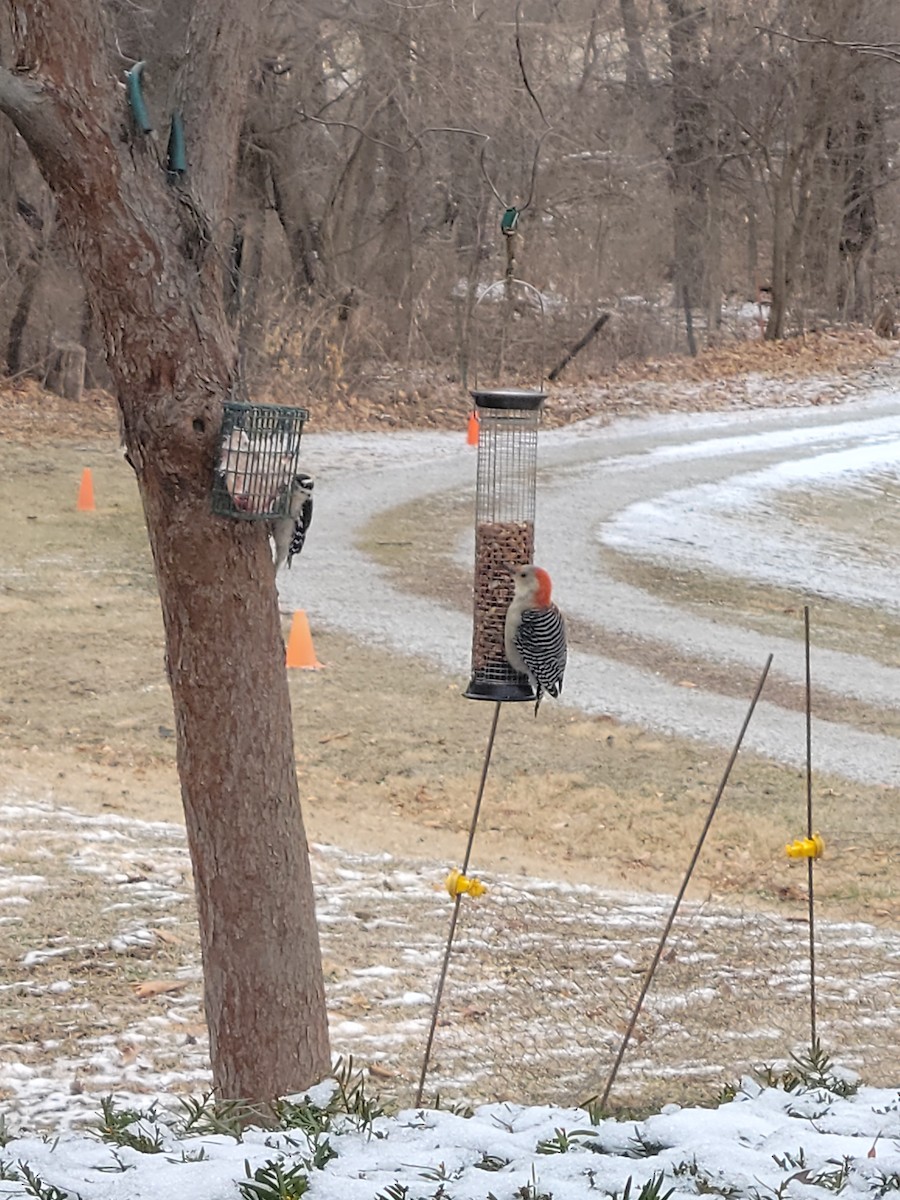 Red-bellied Woodpecker - ML545100211