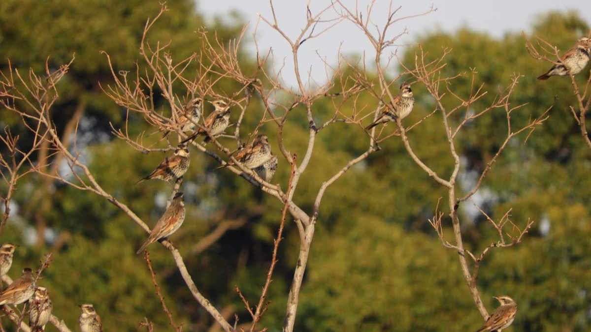 Dusky Thrush - Dave Farrow