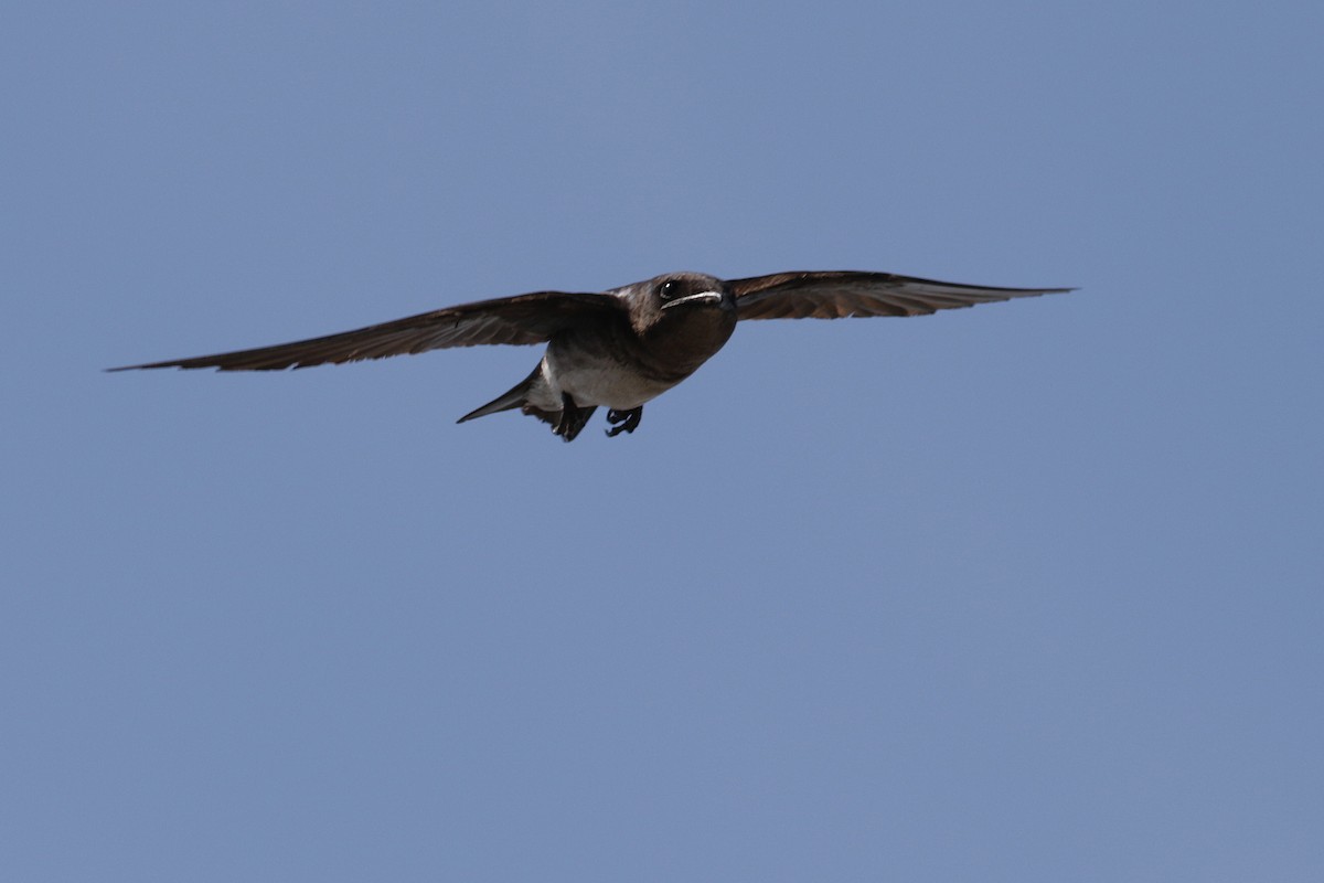 Gray-breasted Martin - Cameron Eckert