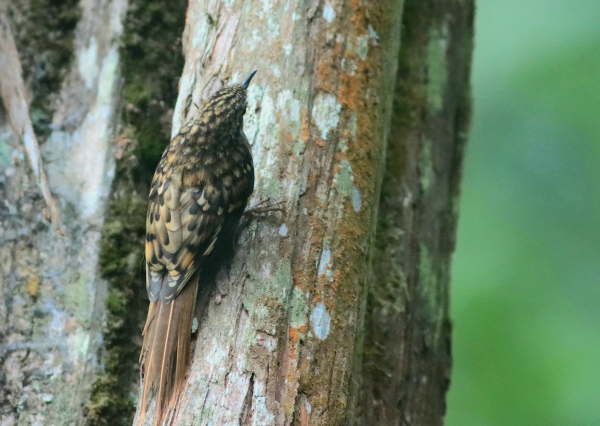 Sikkim Treecreeper - Niladri Kundu