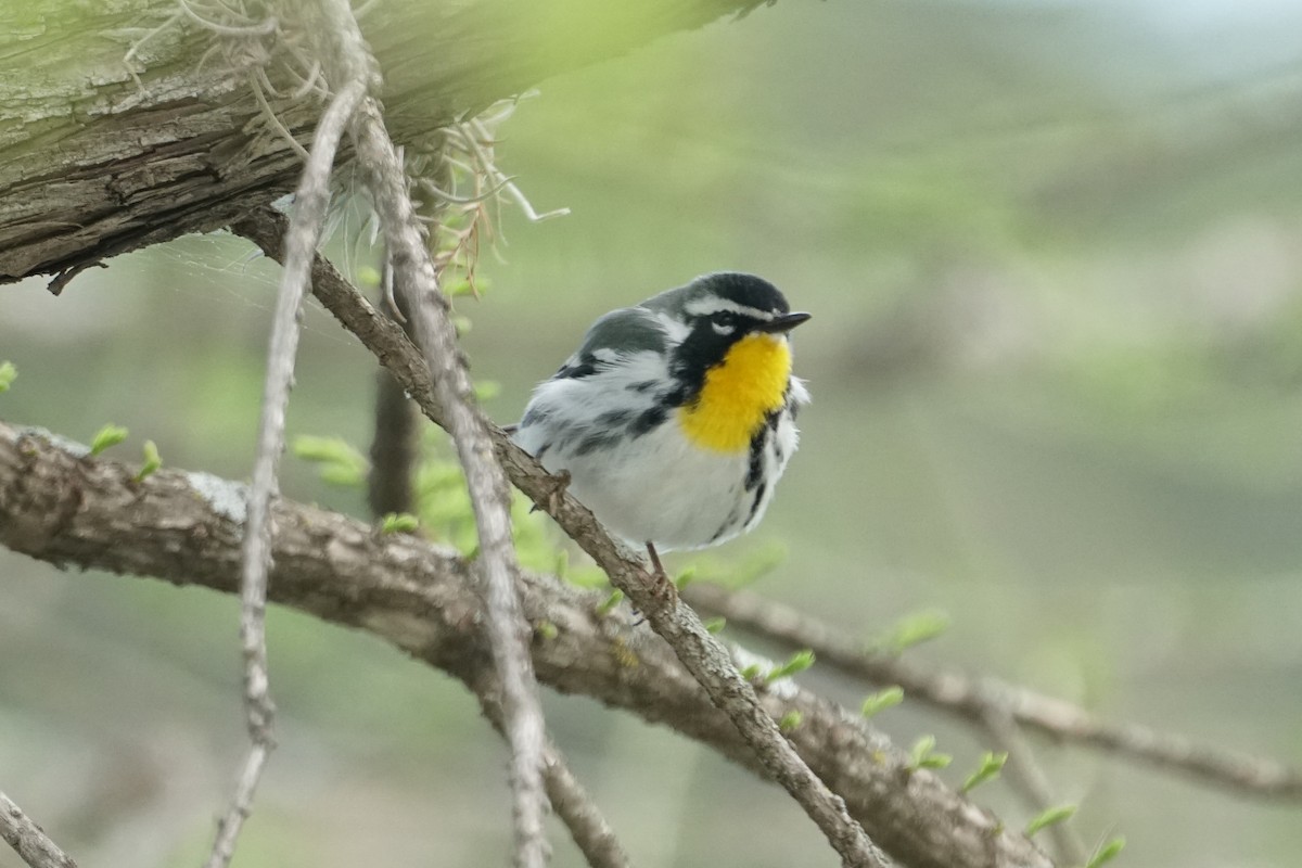 Yellow-throated Warbler - Dan Hardy