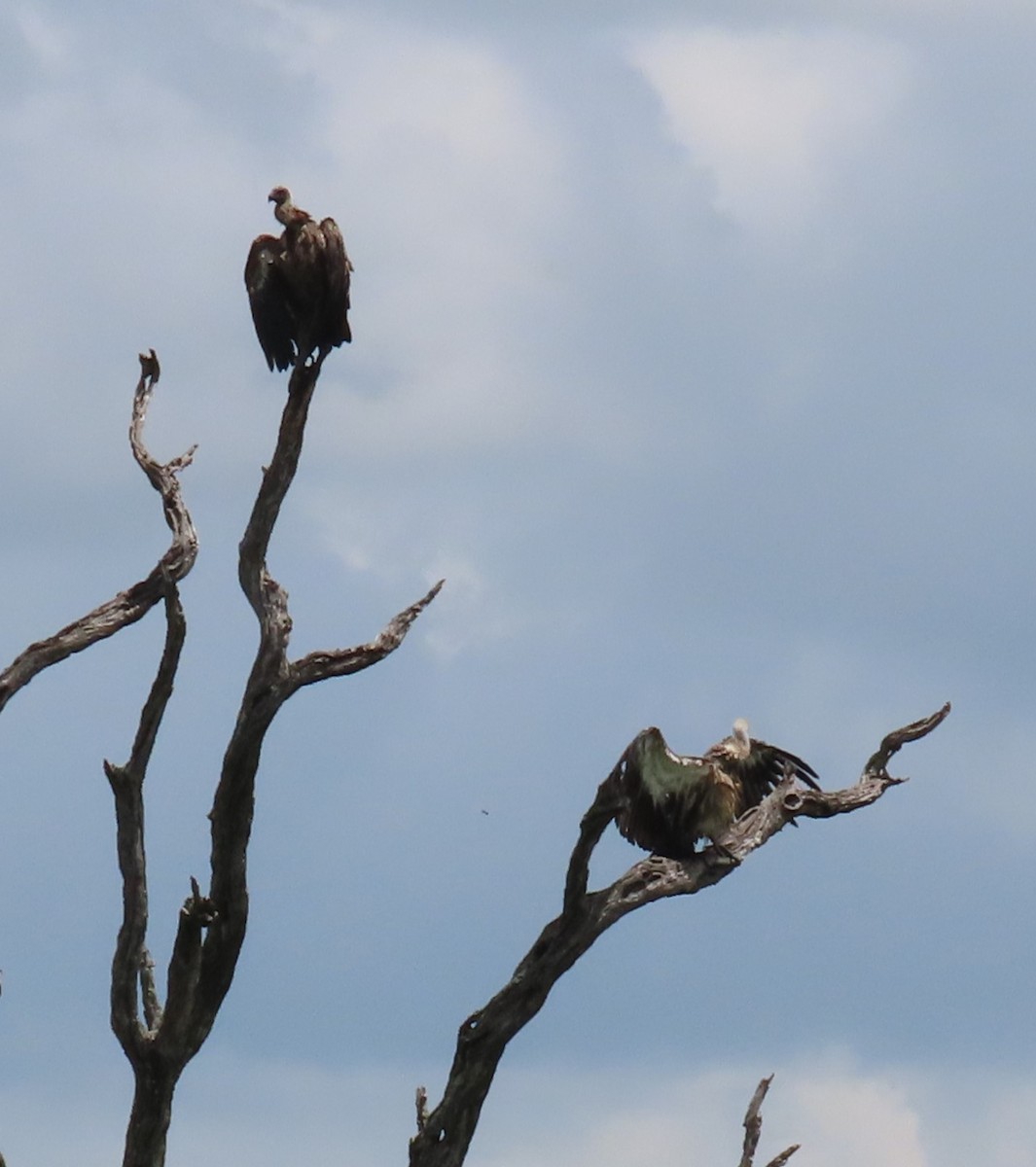 White-backed Vulture - ML545104041