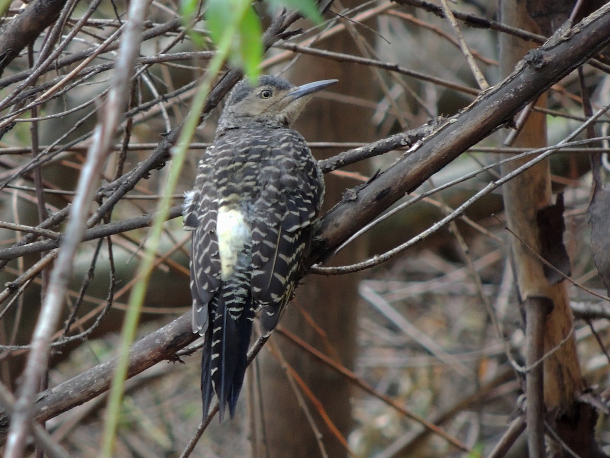 Chilean Flicker - ML545104411