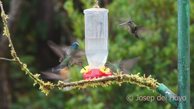 Colibrí Ventricastaño - ML545104471