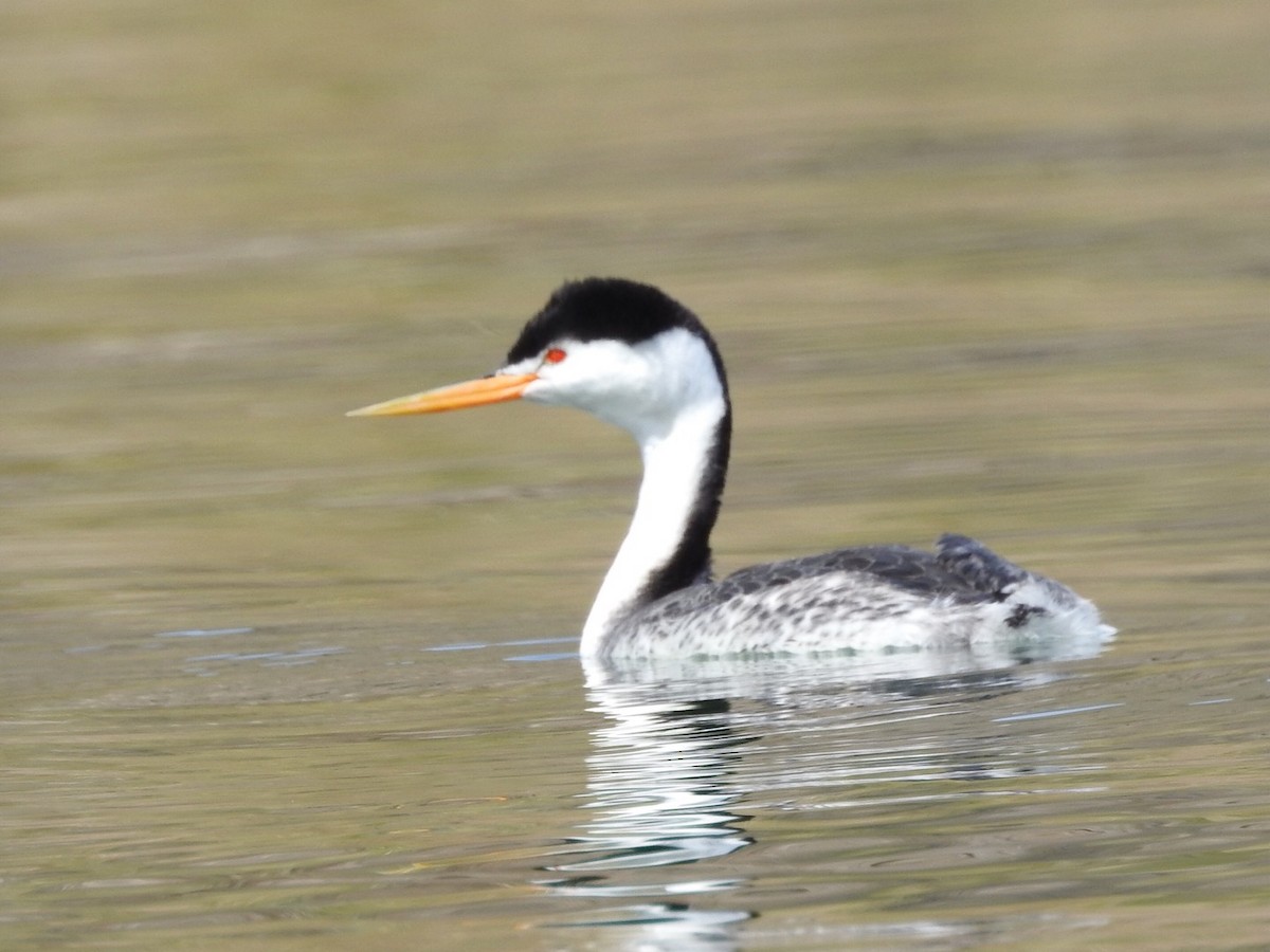 Clark's Grebe - Michael Dolfay