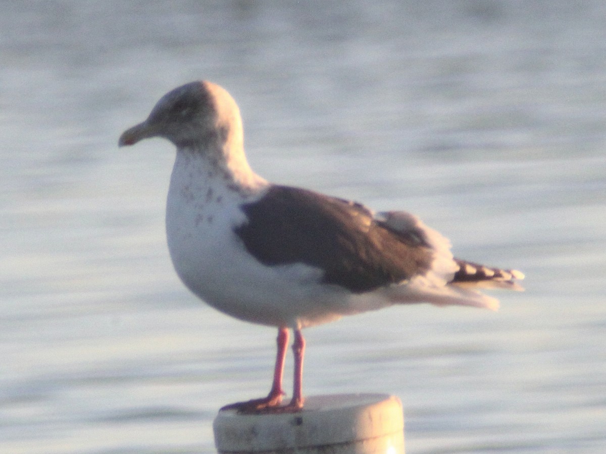 Gaviota de Kamchatka - ML545105041