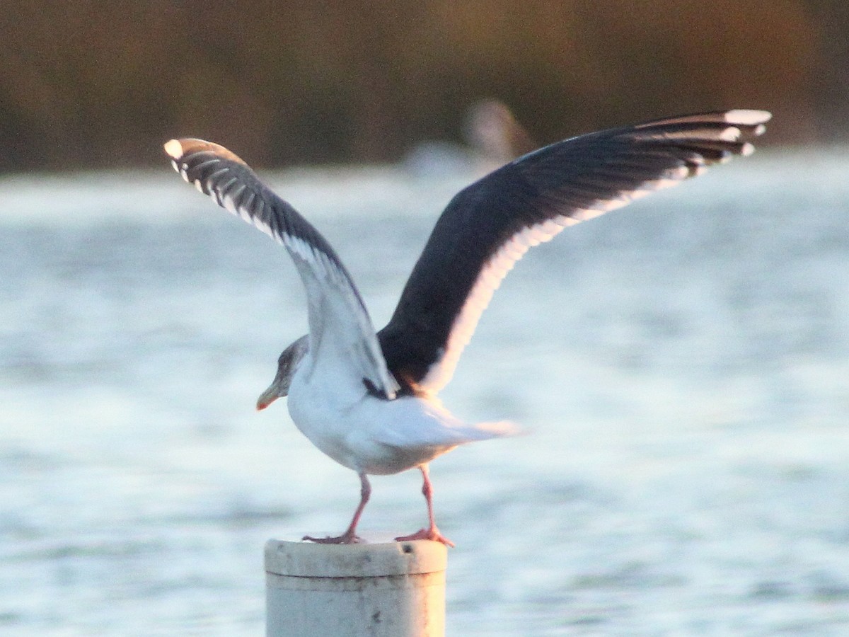 Gaviota de Kamchatka - ML545105071