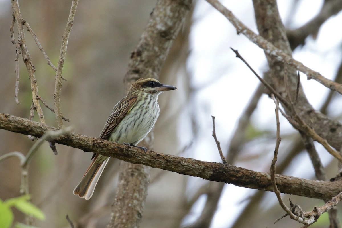 Streaked Flycatcher - Cameron Eckert