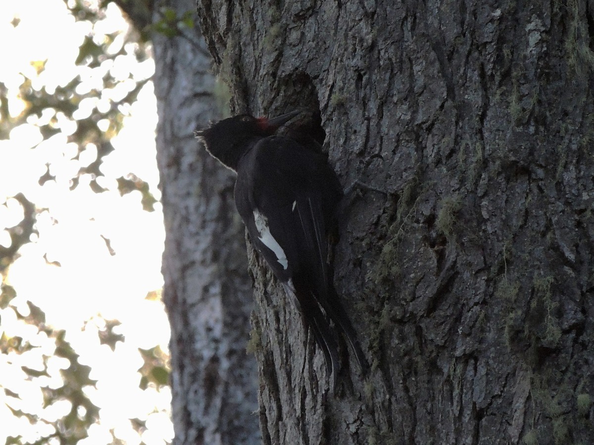 Magellanic Woodpecker - ML545105391