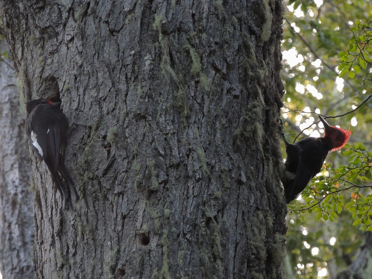 Magellanic Woodpecker - ML545105411