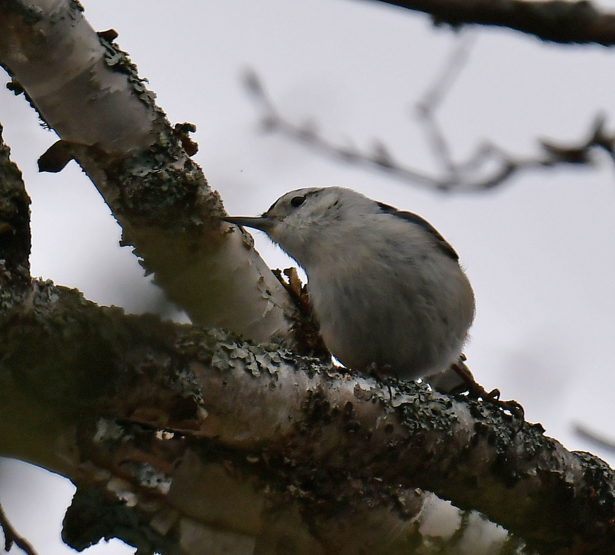 White-breasted Nuthatch - ML545105911