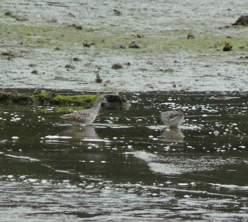 Greater Yellowlegs - ML54510631