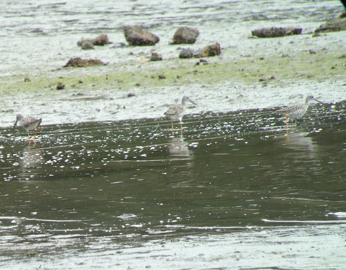 Greater Yellowlegs - ML54510641