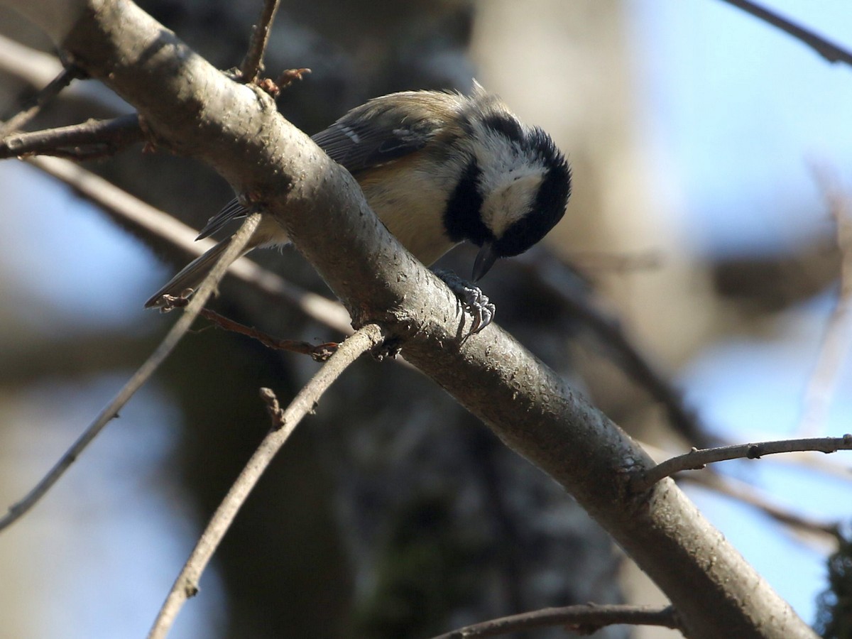 Coal Tit - ML545106471